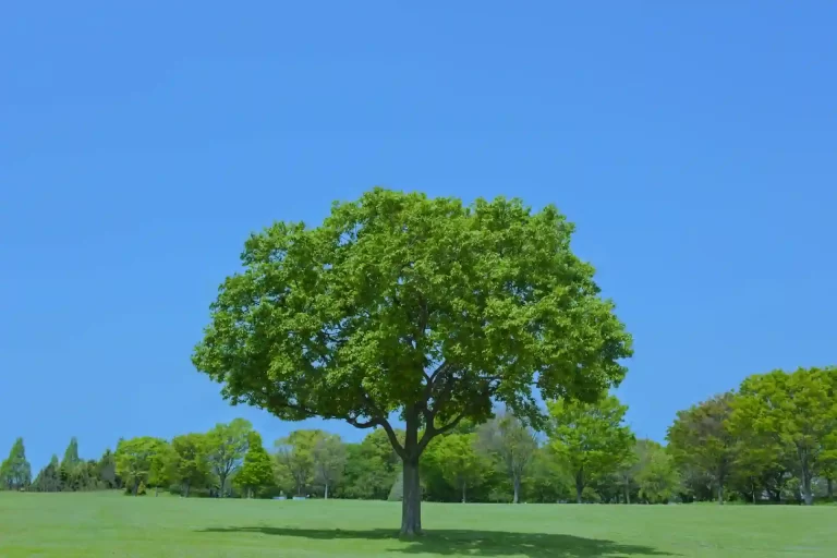 ESG（環境）画像